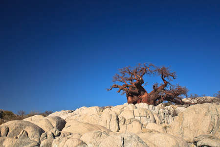Africa, Botswana - lonely baobab on the rocksの写真素材