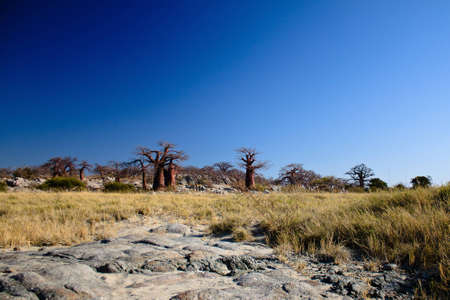 Africa, Botswana - Kubu island and baobabsの写真素材
