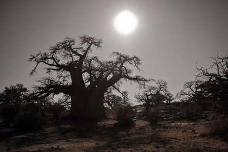 Africa, Botswana - baobab silhouetteの写真素材