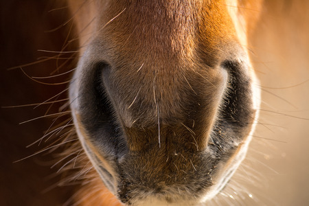 Horseの写真素材