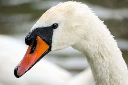 Swan portraitの写真素材