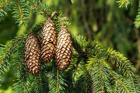 Conesの写真素材