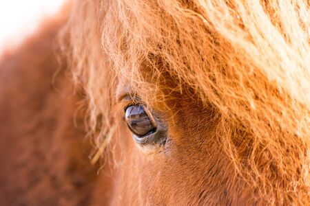 Horse eyeの写真素材