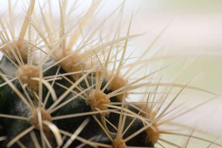 Cactusの写真素材