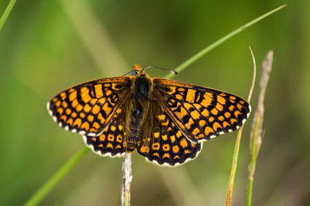 Butterflyの写真素材