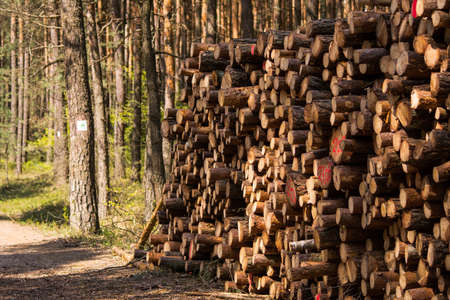 Wood logs in the forestの写真素材