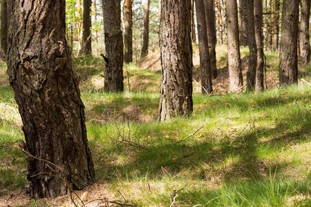 Pine forestの写真素材