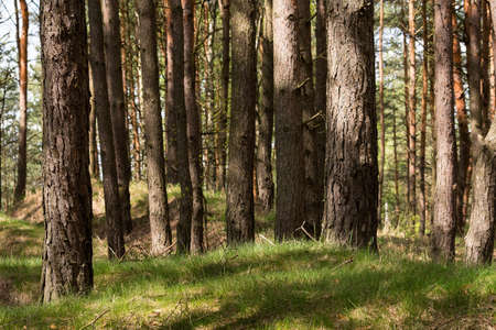 Pine forestの写真素材