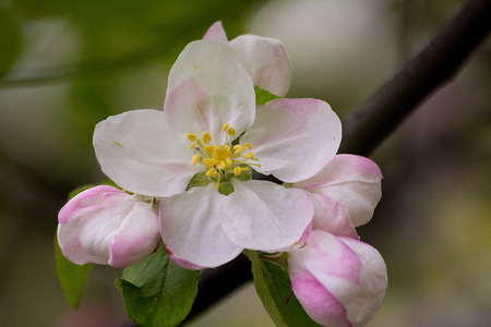 Blossoming apple treeの写真素材