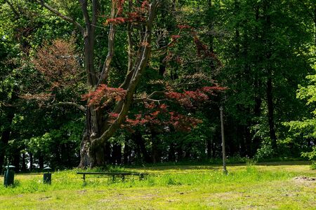 Tree in the parkの写真素材