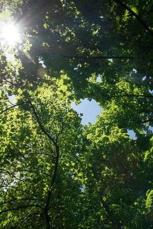 treesの写真素材