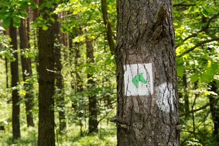 Sign of the hiking trail on the treeの写真素材