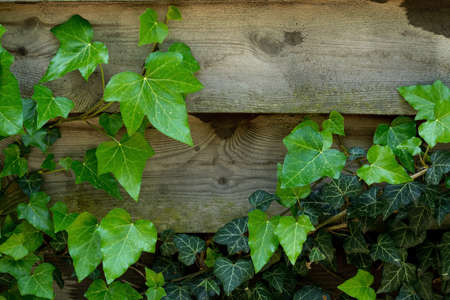 Ivy on the planks