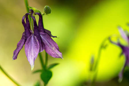 flowerの写真素材