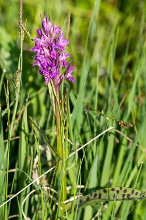 Orchid on the meadowの写真素材
