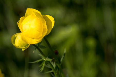 yellow flowerの写真素材