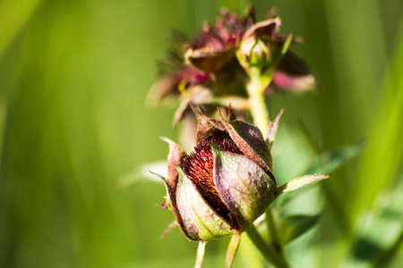 Flowers Comarum palustreの写真素材