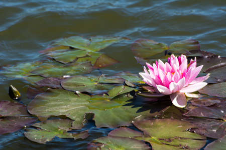 water lilyの写真素材