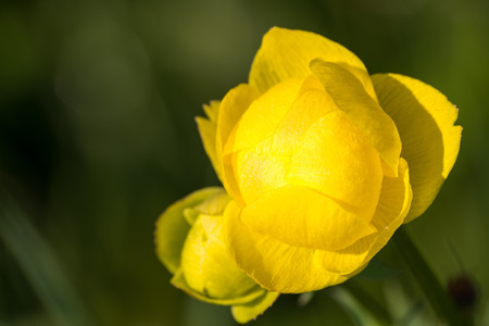 yellow flowerの写真素材