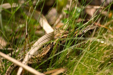 sand lizard