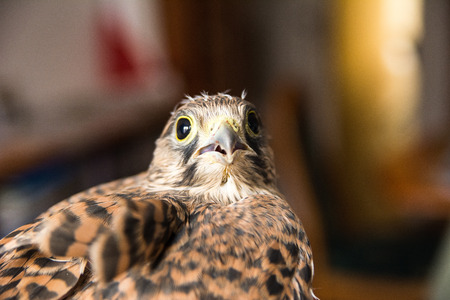 Kestrelの写真素材