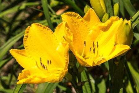 yellow flowersの写真素材