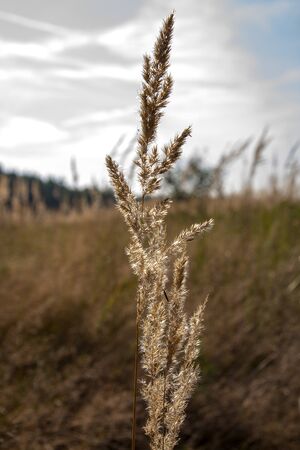 high grassの写真素材