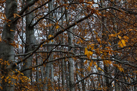 Beech forest in autumnの写真素材
