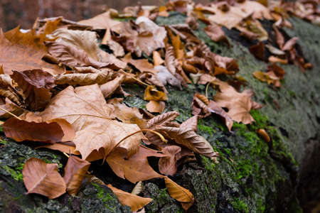 Leaves on the tree trunkの写真素材