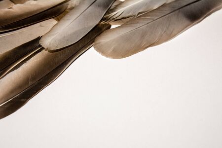 Pigeon feathersの写真素材