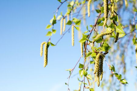 Birch in springの写真素材