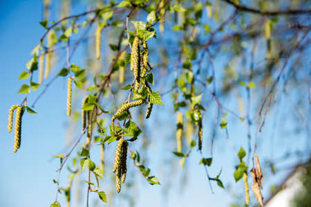 Birch in springの写真素材