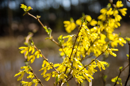Flowers of forsythiaの写真素材