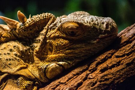 Iguana in the zoo (Krakow, Poland)の写真素材