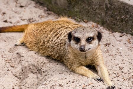 Meerkat in the zoo (Krakow, Poland)の写真素材