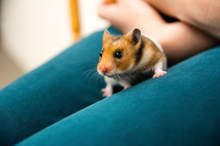 Hamster on the woman legsの写真素材