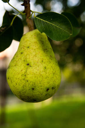 Pear on the treeの写真素材