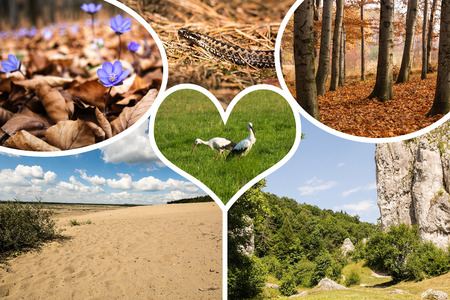 Collage of Poland nature images - nature background (my photos)の写真素材