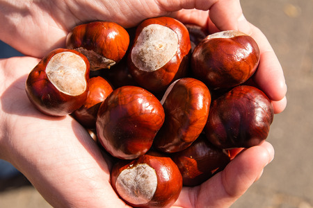Chestnuts on the handsの写真素材