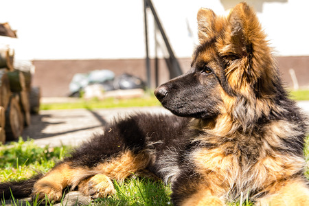 Portrait of young german shepherd dogの写真素材