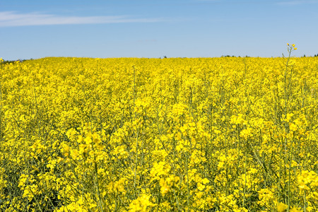 Rape field in sunny day (Poland)