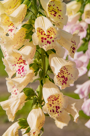 Beautiful foxglove (Digitalis purpurea) in the garden on sunny day