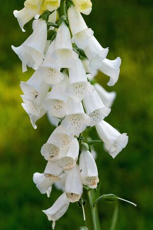 Beautiful foxglove (Digitalis purpurea) in the gardenの写真素材