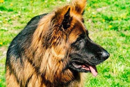 German shepherd in the gardenの写真素材