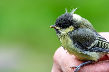 Young great tit (Parus major)の写真素材