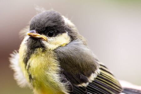 Young great tit (Parus major)の写真素材