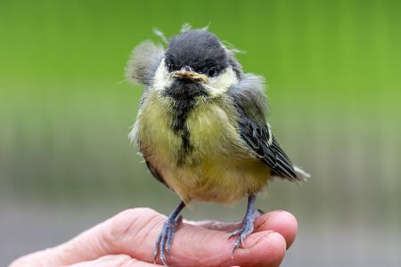 Young great tit (Parus major)の写真素材