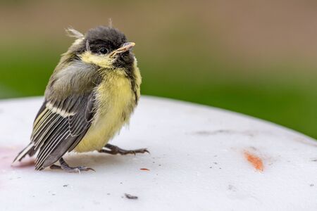 Young great tit (Parus major)の写真素材