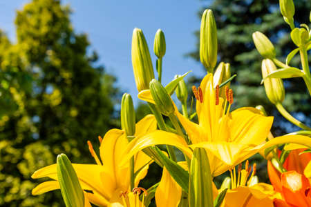 Beautiful yellow lillies in the gardenの写真素材