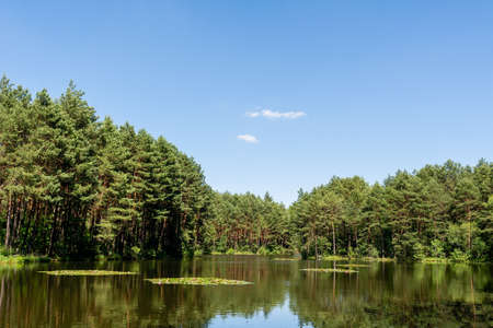 Pond in Laski (community Boleslaw, Poland)の写真素材
